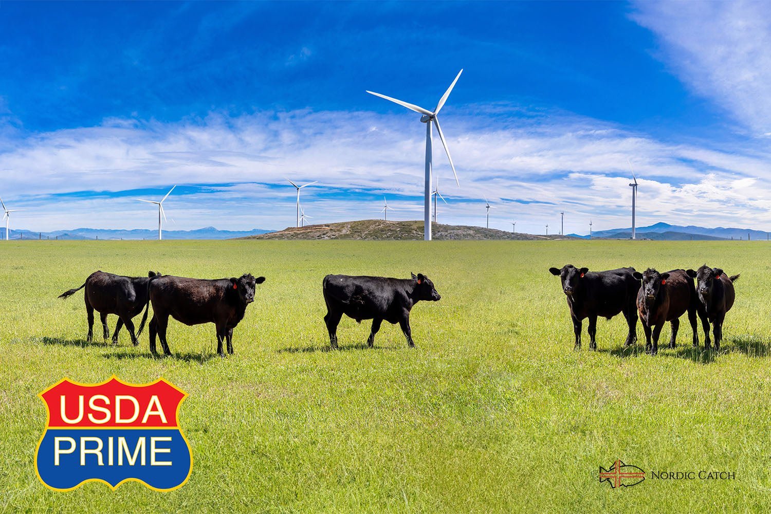 Pasture Raised Angus USDA Prime Steak Lovers - Bundle